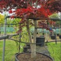 Acer palmatum 'Bloodgood' - 4