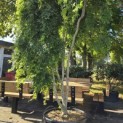 Acer palmatum 'Ryusen' - 4