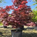 Acer palmatum 'Fireglow' - 6