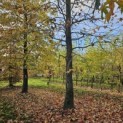Liquidambar styraciflua - nov 2025