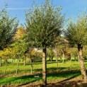 Salix Alba - Afbeelding 1444 november 2022