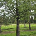 Metasequoia glyptostroboides - Foto 2
