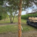 Pinus sylvestris 'Glauca' - 4