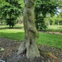 Stamvoet carpinus