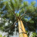 Pinus 'Pinea' - Foto 3