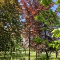 Fagus sylvatica 'Atropunicea' - 1