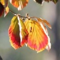 #433 Hamamelis mollis Zaubernuss