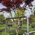 Acer palmatum 'Bloodgood' - 2