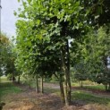 Platanus x Hispanica - 2