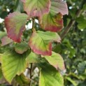 Parrotia persica - Foto 2