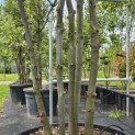 Quercus ilex - 7