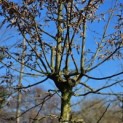Carpinus betulus - 6