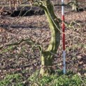Carpinus betulus - 3