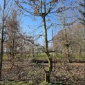 Carpinus betulus - 4