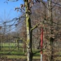 Carpinus betulus - 5