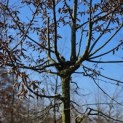 Carpinus betulus - 2
