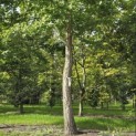 Ginkgo biloba - Foto 2
