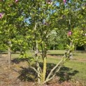 Magnolia 'Susan' - 2