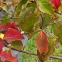 Cornus 'Rosy Teacups' - Foto 1