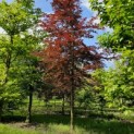 Fagus sylvastica 'Atropunicea' - Foto 2