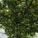 Carpinus betulus - Foto 2