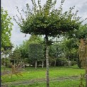 Carpinus betulus - Foto 1