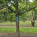 Parrotia persica 'Bella' - Foto 6