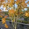 Parrotia persica 'Vanessa' - 4