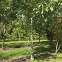 Juglans Regia - 2