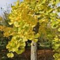 Ginkgo biloba - najaar 2025