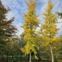Ginkgo biloba - 2
