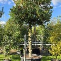 Ilex Aquifolium - 2