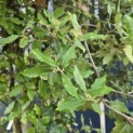 Quercus ilex - Foto 5