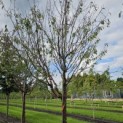 Prunus serrula - 2