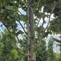 Parrotia persica 'Vanessa' - Foto 4