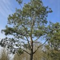 Pinus sylvestris - Foto 1