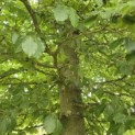 Fagus sylvatica - 2