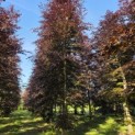 Fagus sylvatica 'Atropunicea' - Foto 1