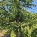 Cedrus libani - 3