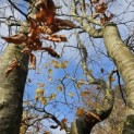 Fagus sylvatica - november 2025