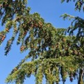 Taxus baccata dovastoniana 'Aurea Pendula' - 4