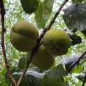 Prunus domestica 'Bleue de Belgique' - juli 2026