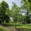 Carpinus betulus - 1