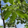 Juglans regia 'Broadview'' - Foto 5