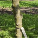 Juglans regia 'Broadview'' - Foto 4