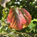 Parrotia persica - Foto 1
