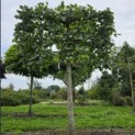 Tilia x europaea 'Euchlora' - Foto 1