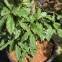 Quercus x turneri 'Pseudoturneri' - 2