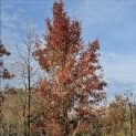 Pyus calleryana 'Chanticleer' - november 2025