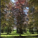 Fagus sylvatica 'Atropunicea' - Foto 7